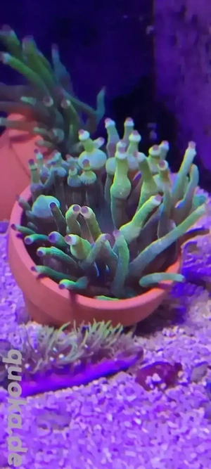 Entacmaea sp. - grüne Mini Anemone (Crassa) 