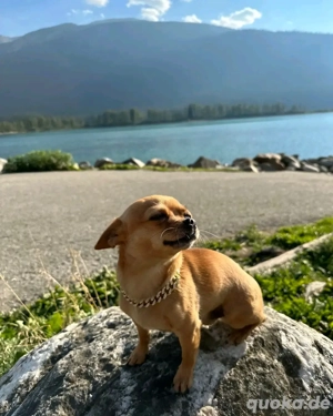 Milton ist bezaubernd und bereit zur Adoption