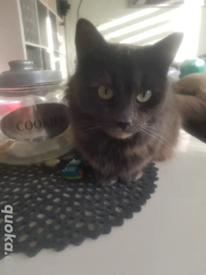 Tolle sehr Menschenbezogene Katzendame 1,5 Jahre