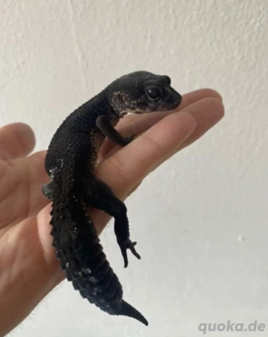 0.1 Black Night Leopardgecko
