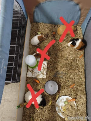 Meerschweinchen ab Sofort abzugeben 