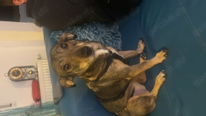 Pina sucht ein neues Zuhause