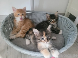 Xxl Norweger  Cooni Mixe