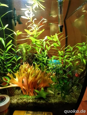 Tolles Markenaquarium 54 Liter mit Panzerwelsen, Abholung in Köln City