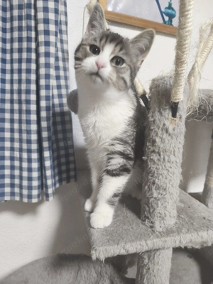 Weiß grauer Kitten Kater sucht neues Zuhause