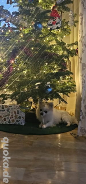 Spitz Chihuahua Mix 1,5 Jahre