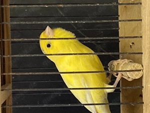 Gesangskanarien Harzer Edelroller abzugeben 