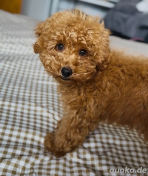 Maltipoo, Toy Pudel Welpe