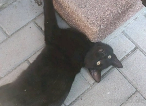 Zutraulicher Kater abzugeben   geboren am 26.03.2024