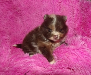 Zwergspitzmädchen mit Ahnentafel, Impfung und Microcip