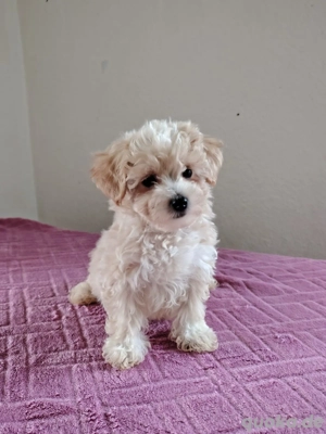 Verkaufe Maltipoo Welpen 