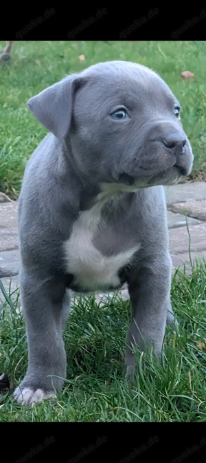 American Bully XL Welpen mit Papieren 