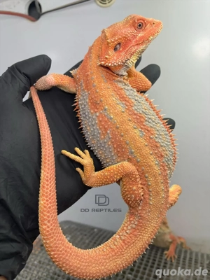 Bartagamen Männchen (Pogona vitticeps) Orange glowing Hypo Dunner high blue Tiger