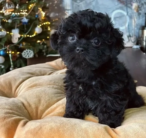 Ein Maltipoo-Welpe sucht ein neues Zuhause