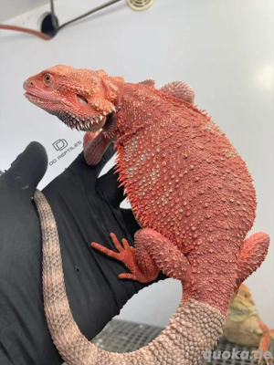 Bartagamen Männchen (Pogona vitticeps) Half red Monster half extreme red het Hypo 