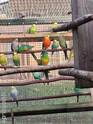 singsittiche (reserviert)