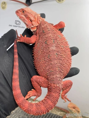 Bartagamen Weibchen (Pogona vitticeps) half red Monster half extreme red het Hypo