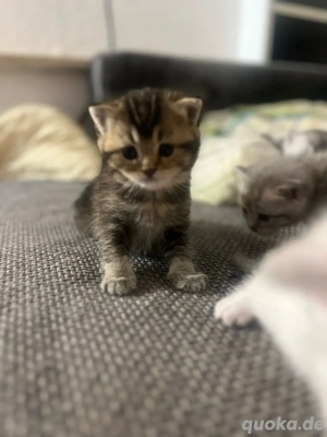 Britisch Kurzhaar Kitten abzugeben