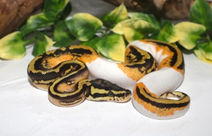 Königspython Jungtiere 