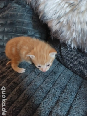 Maine Coon BKH Mix Kater 