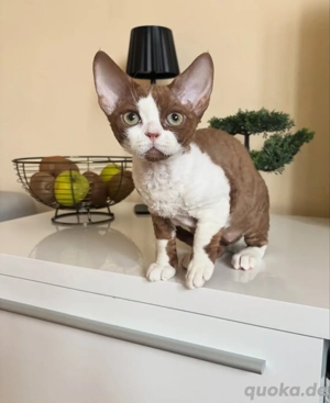 Devon Rex Kätzchen (weiblich)