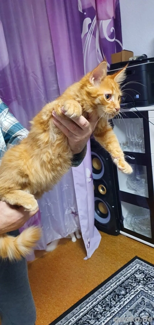 Maine Coon Kater nur in liebevolle Hände ausschließlich als Liebhabertiere