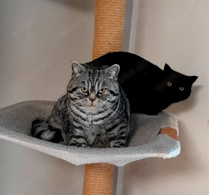 2 Reinrassige BKH junge Katerchen mit  Stammbaum und Impfungen 