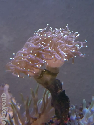 Black torch, Meerwasser, Aquarium, Komplett Auflösung