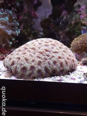 Favia, Koralle, Meerwasser Aquarium Komplett Auflösung 