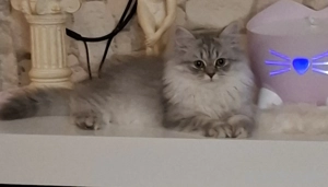 BLH suchen eine liebevolles Zuhause. 