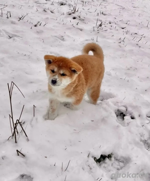 nur heute Reinrassige japanische Akita-Inu-Welpen 
