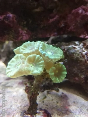 Caulustrea, neon gelb, Koralle, Meerwasser, Aquarium, Komplett Auflösung