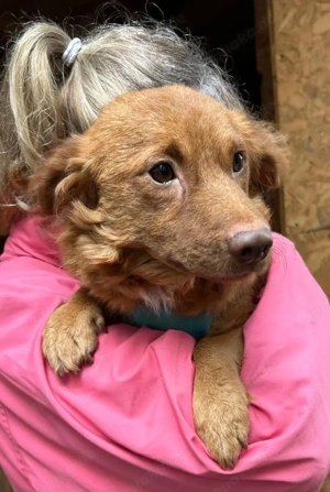 Abgesagt; Ronja - ein Schmusemädchen sucht dringend ein Zuhause 