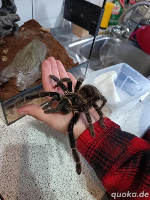 Vogelspinnen und Terrarium 