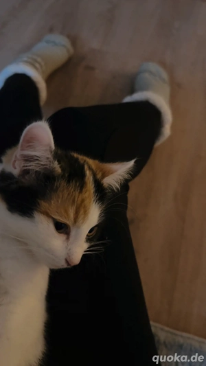 geschwisterpaar kitten zu vermitteln DRINGEND!