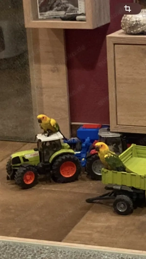 Vögel Sonnensittiche  Bild 4