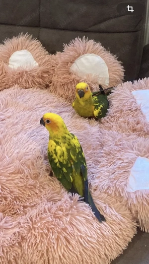 Vögel Sonnensittiche  Bild 5