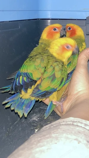 Vögel Sonnensittiche  Bild 7