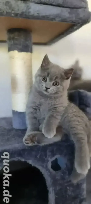 BKH-Kittys mit stammbaum