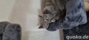 BKH-Kittys mit stammbaum Bild 8