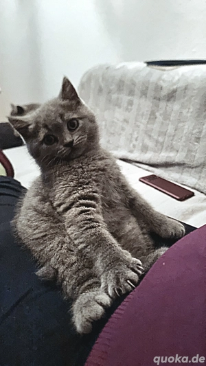 BKH-Kittys mit stammbaum Bild 10