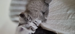 BKH-Kittys mit stammbaum Bild 6