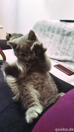 BKH-Kittys mit stammbaum Bild 9