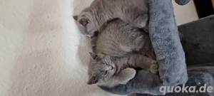 BKH-Kittys mit stammbaum Bild 7