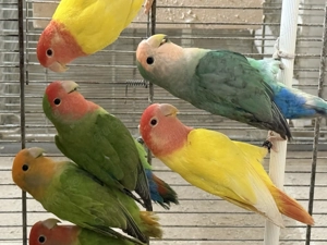 Rosenköpfchen Unzertrennliche