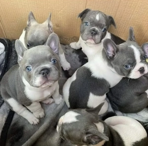 Französische Bulldoggen Welpen suchen ein schönes Zuhause