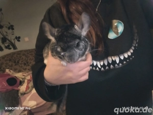 3 Chinchilla buben suchen Zuhause 