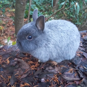 Junges Zwergkaninchen stahlgrau Farbenzwerg Kaninchen männlich geb. Sept 25