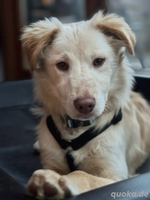 *Yoschi* Kokoni-Mix Rüde, 6 Monate