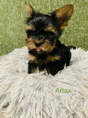 Yorkshire Terrier Welpen